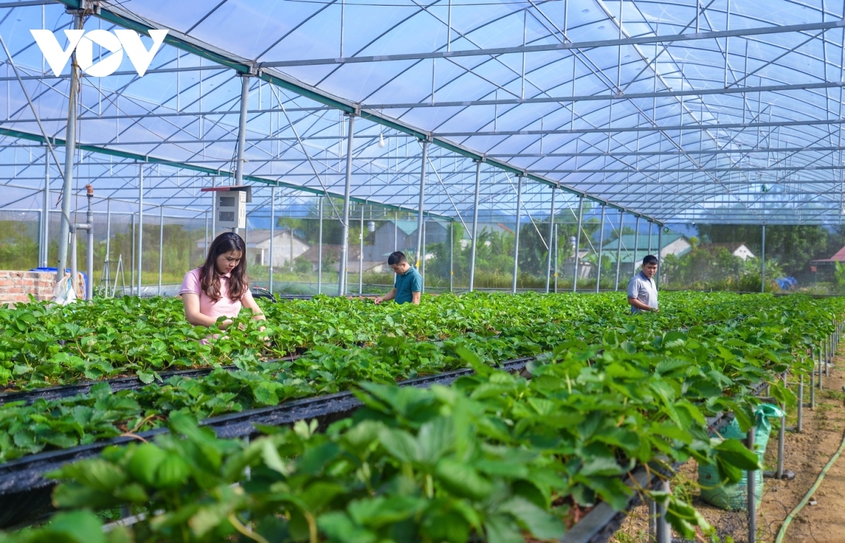 international conference discusses high efficiency farming in vietnam picture 1