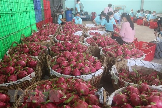 efforts made to promote dragon fruit exports to australia, new zealand picture 1