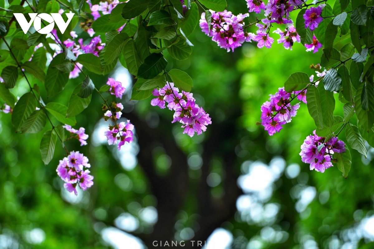 emergence of blossoming crape myrtle flowers in hanoi marks arrival of summer picture 11