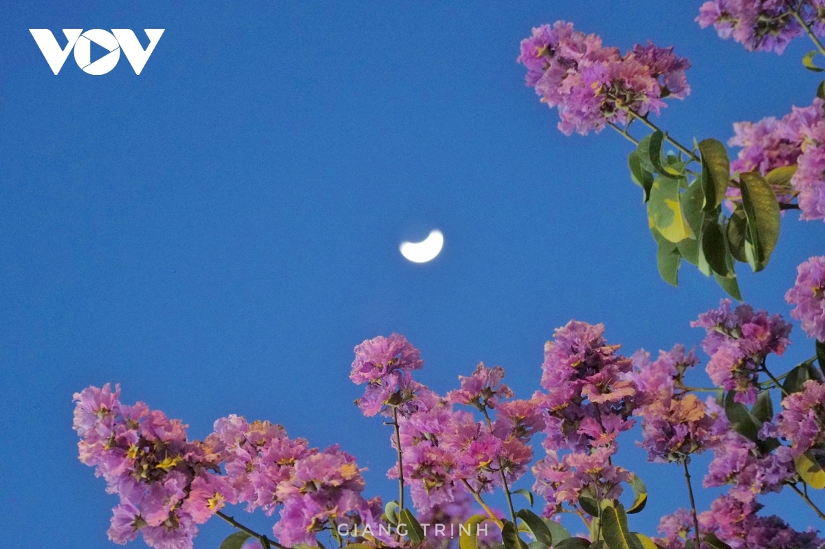 emergence of blossoming crape myrtle flowers in hanoi marks arrival of summer picture 13