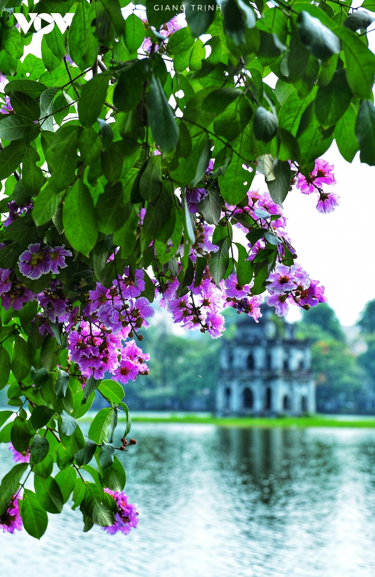 emergence of blossoming crape myrtle flowers in hanoi marks arrival of summer picture 3