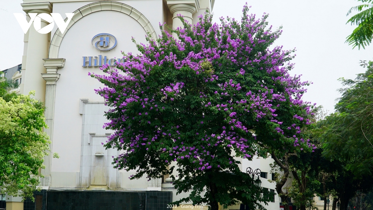 emergence of blossoming crape myrtle flowers in hanoi marks arrival of summer picture 4