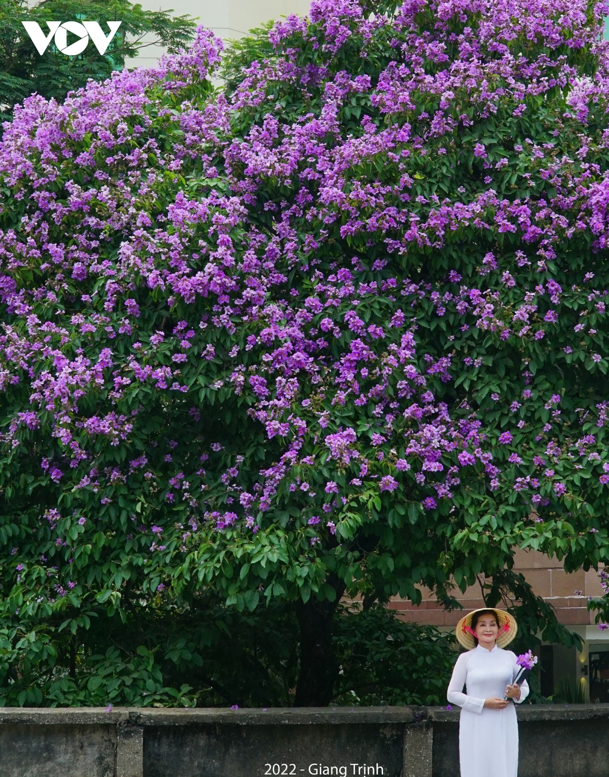 emergence of blossoming crape myrtle flowers in hanoi marks arrival of summer picture 5