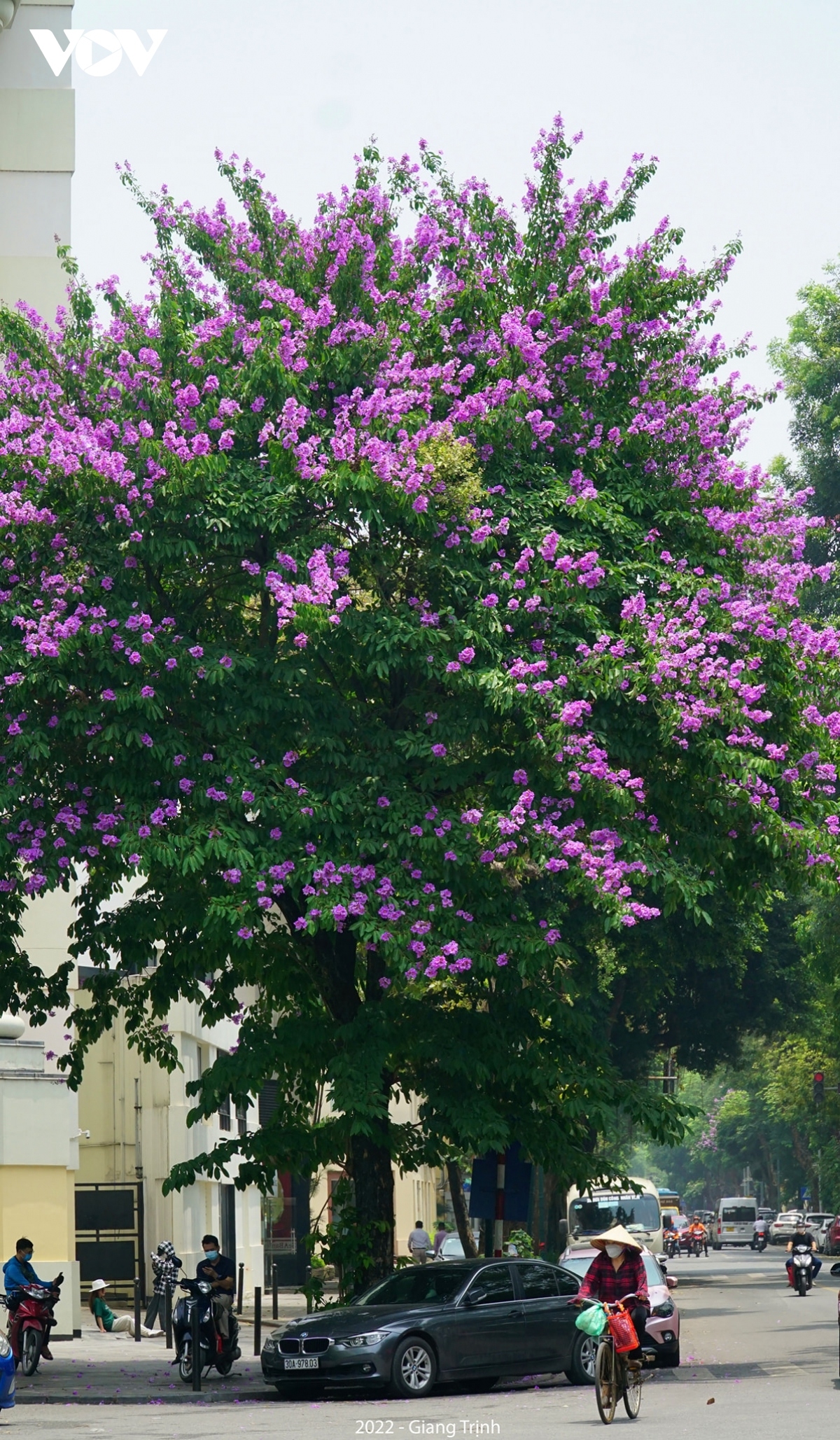 emergence of blossoming crape myrtle flowers in hanoi marks arrival of summer picture 6