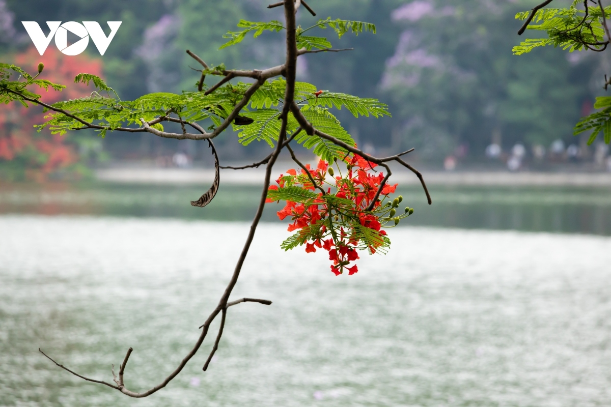 A branch of a flame tree flower on the banks of Ho Guom (Sword Lake)