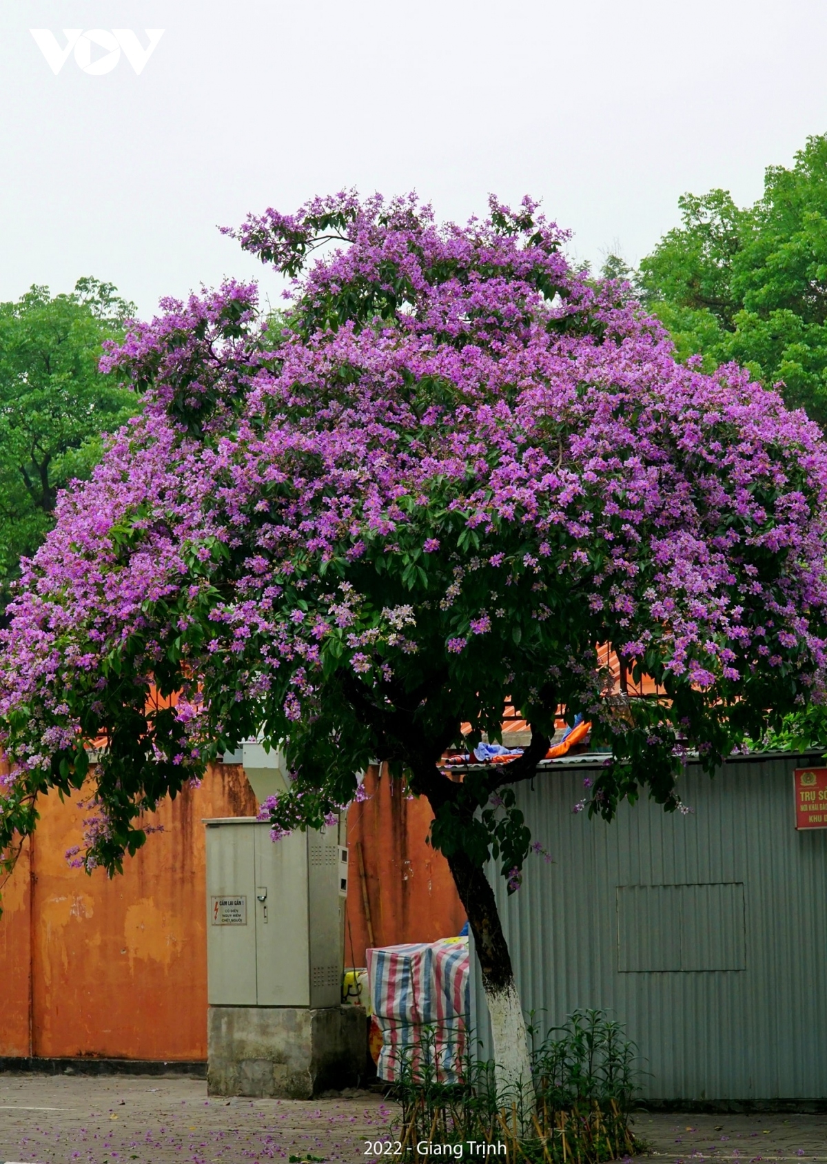 emergence of blossoming crape myrtle flowers in hanoi marks arrival of summer picture 9