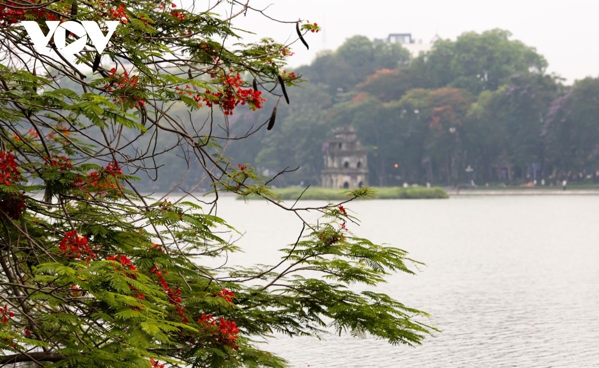 hanoi streets adorned with red flamboyant blossoming picture 9