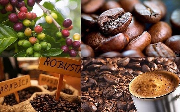 Vietnamese coffee exports are anticipated to grow moving forward (Photo: thoibaotaichinhvietnam.vn)