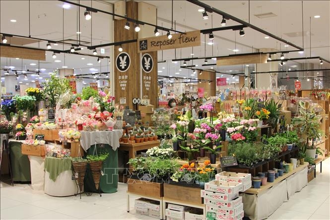 vietnamese flowers secures foothold in japanese market picture 1