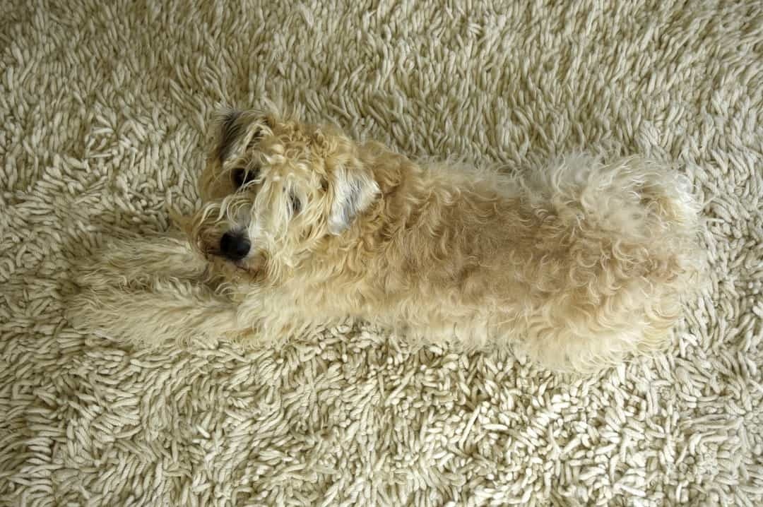 Chú chó với bộ lông trắng cùng tấm thảm dường như hoàn toàn hòa quyện với nhau.