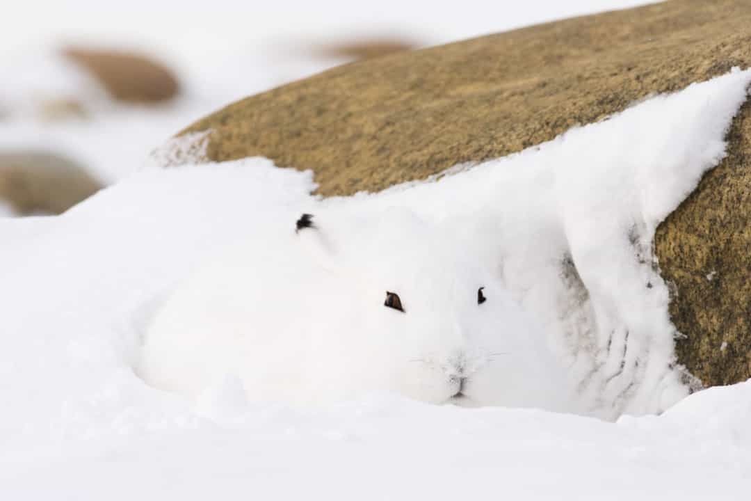 Một chú thỏ rừng Bắc Cực đang cuộn mình trong đống tuyết. Thỏ Bắc cực chịu rét được nhờ một bộ lông dày và thường đào lỗ dưới mặt đất hoặc tuyết để giữ ấm và ngủ.