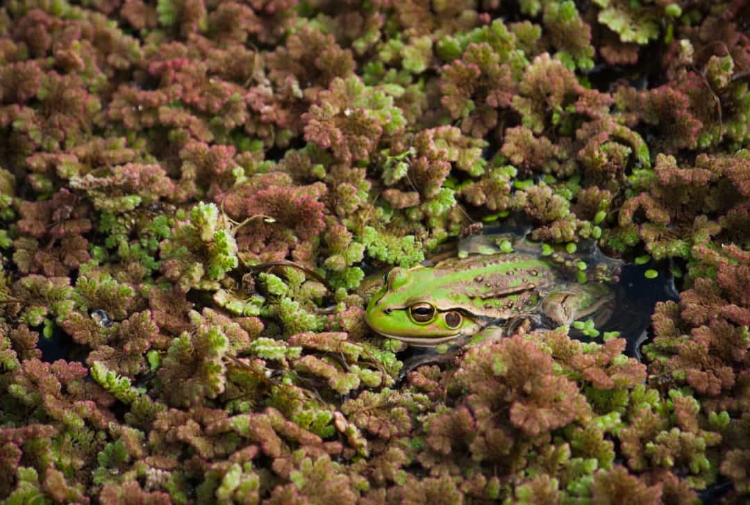 Chú ếch chuông xanh đang lẩn mình trong những đám bèo. Loài ếch này sống trên mặt đất và có nguồn gốc từ miền Đông Australia. Mặc dù có khả năng leo trèo, nó không sống trên cây và hầu như dành toàn bộ thời gian ở gần mặt đất.