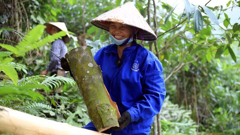 Bóc vỏ cây xuất khẩu, nông dân ở Yên Bái "nhìn đâu cũng thấy tiền"