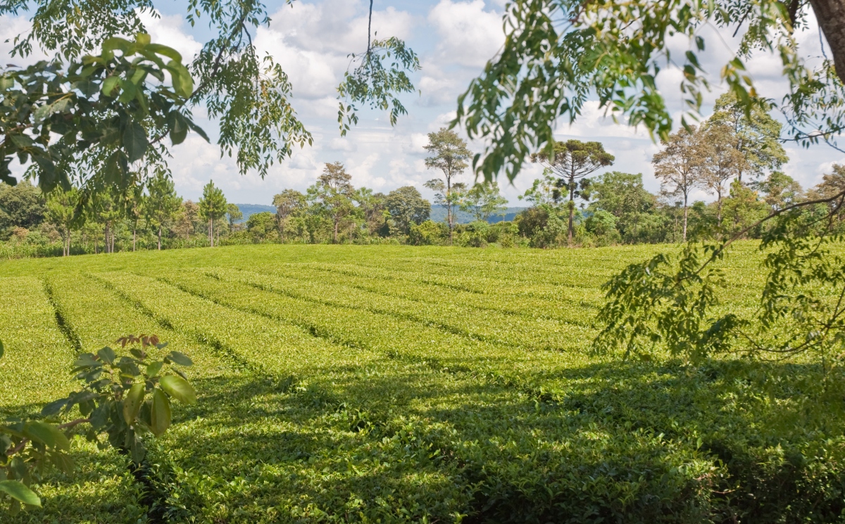 Khu vực trồng trà thảo dược tại Misiones, Argentina. Nguồn: Wikimedia