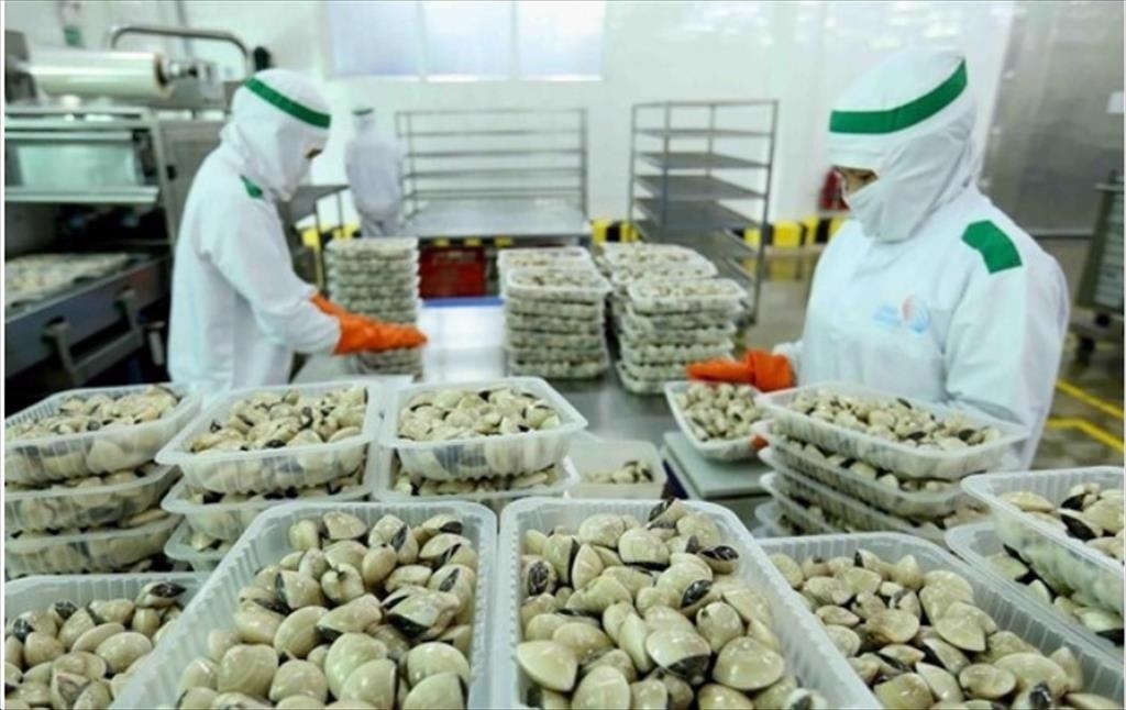 Vietnamese clams have risen to have the fourth largest seafood export value to the EU market.