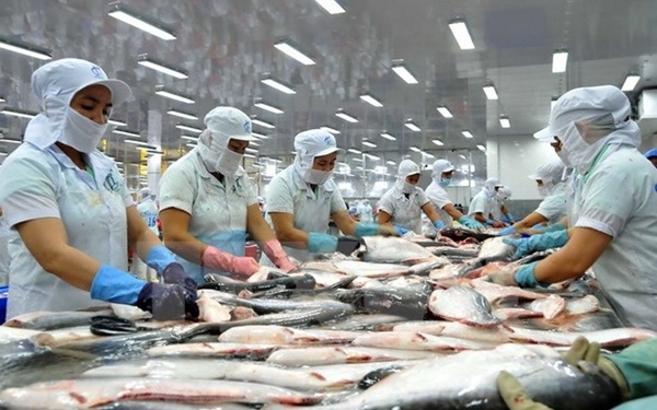 six more vn pangasius processors eligible to export to us picture 1