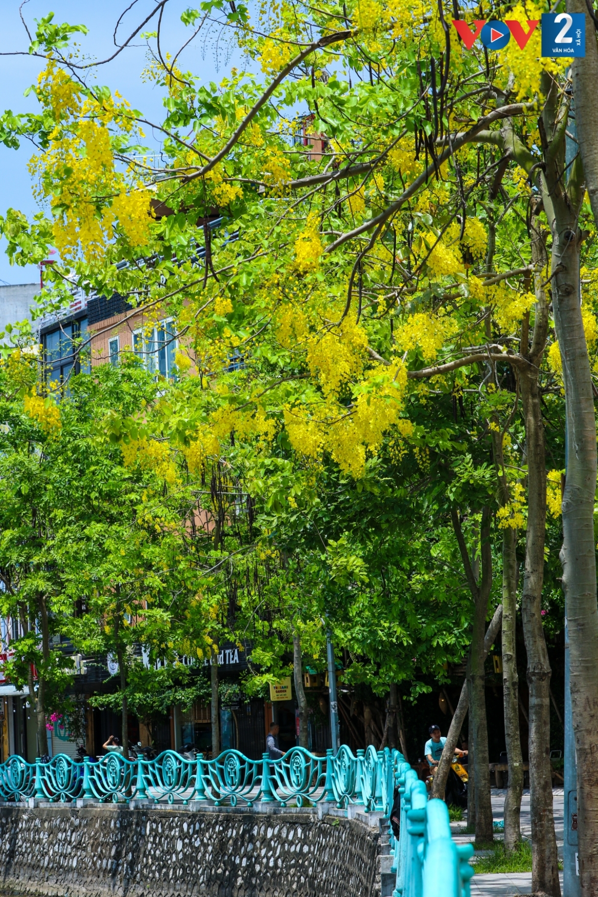 ngam muong hoang yen phu vang khap pho phuong ha noi hinh anh 12