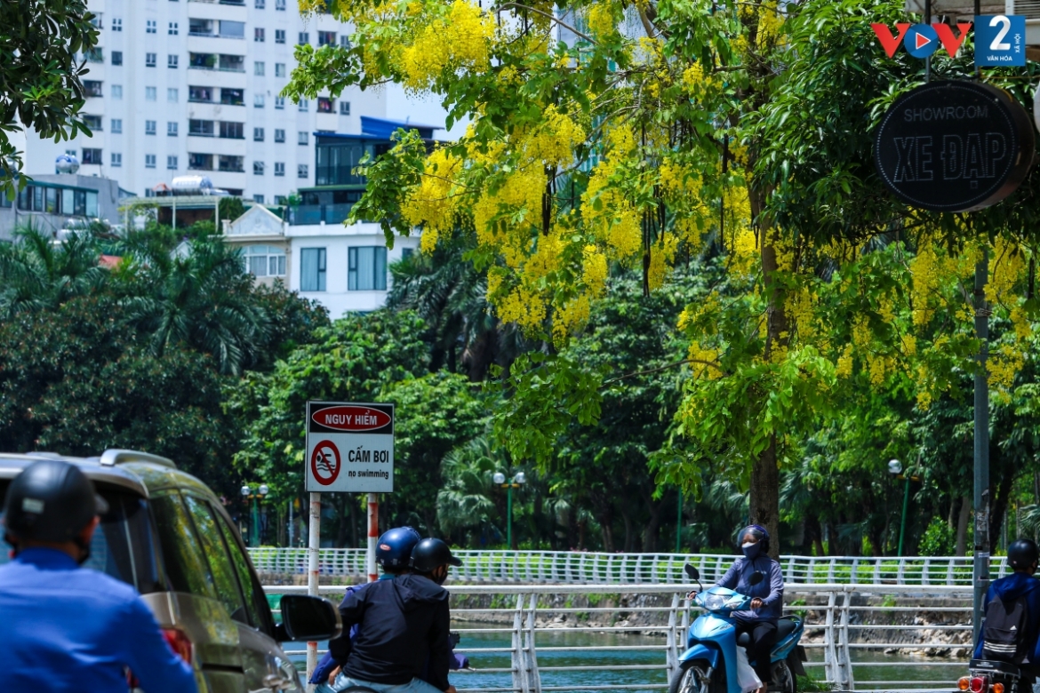 ngam muong hoang yen phu vang khap pho phuong ha noi hinh anh 14