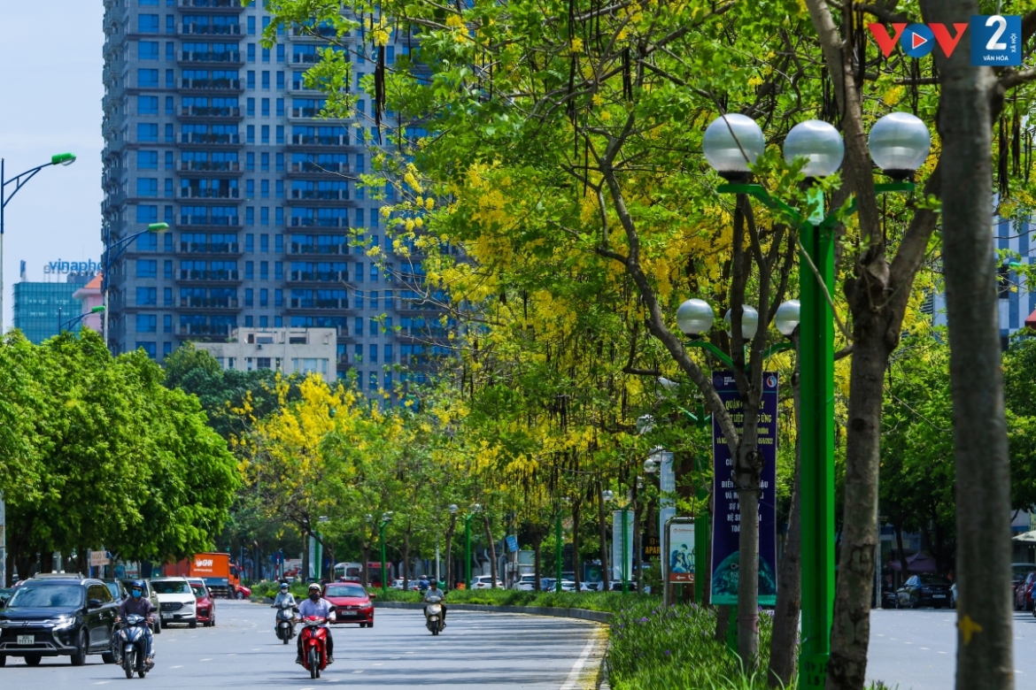 ngam muong hoang yen phu vang khap pho phuong ha noi hinh anh 1