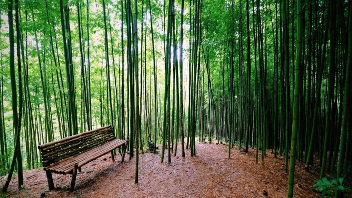 magnificent bamboo forest in mu cang chai picture 2