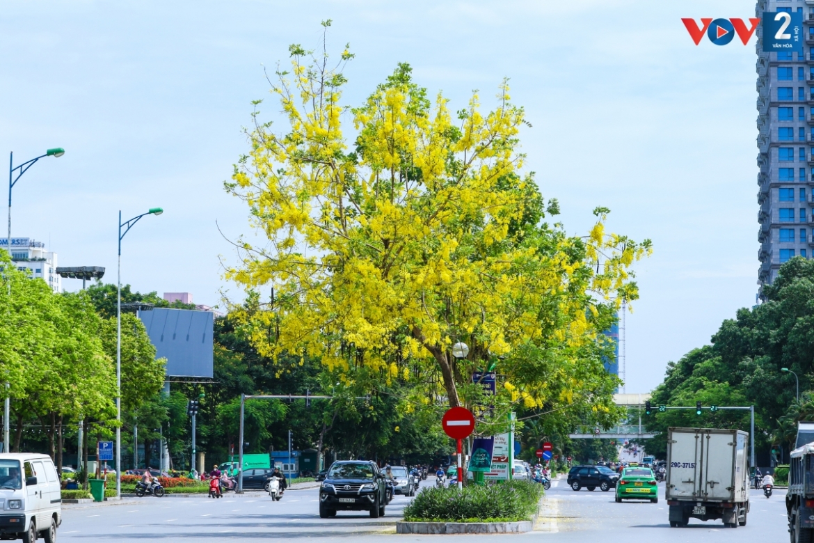 ngam muong hoang yen phu vang khap pho phuong ha noi hinh anh 5