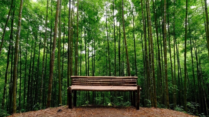 magnificent bamboo forest in mu cang chai picture 7