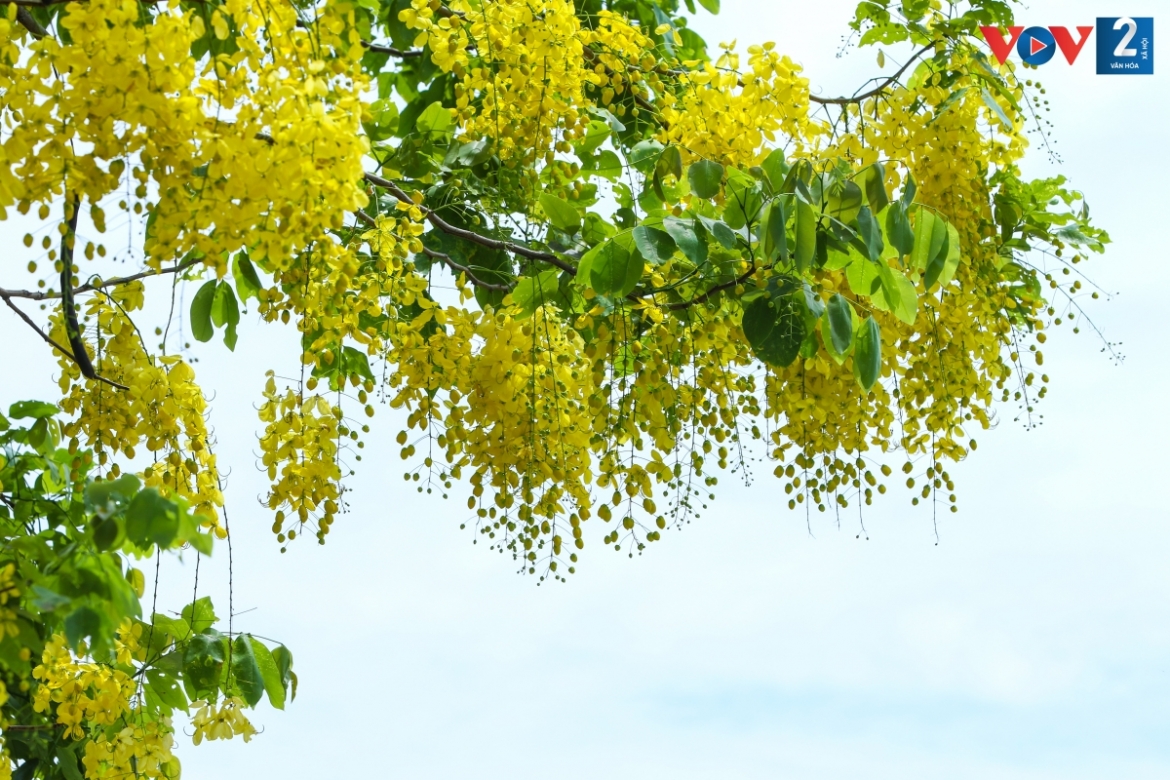 ngam muong hoang yen phu vang khap pho phuong ha noi hinh anh 4