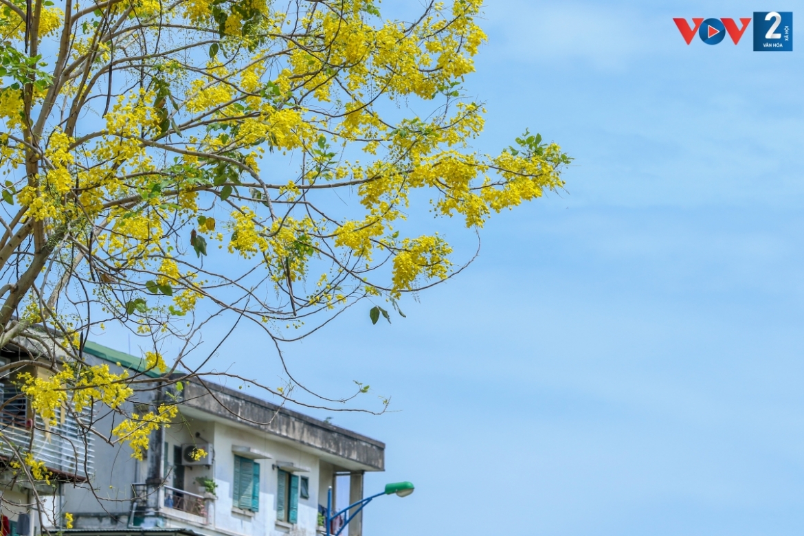 ngam muong hoang yen phu vang khap pho phuong ha noi hinh anh 6