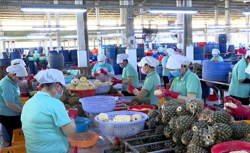 Xuất khẩu tăng khá, kinh tế Vĩnh Long nhiều dấu hiệu khởi sắc