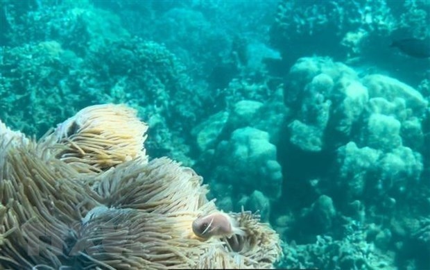 dive tourism suspension planned to protect coral reefs in nha trang bay picture 1