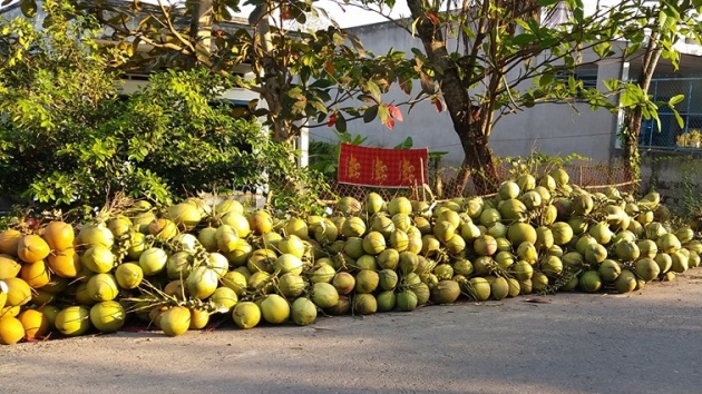 Khuyến cáo nhà vườn không trồng dừa lấy nước ồ ạt