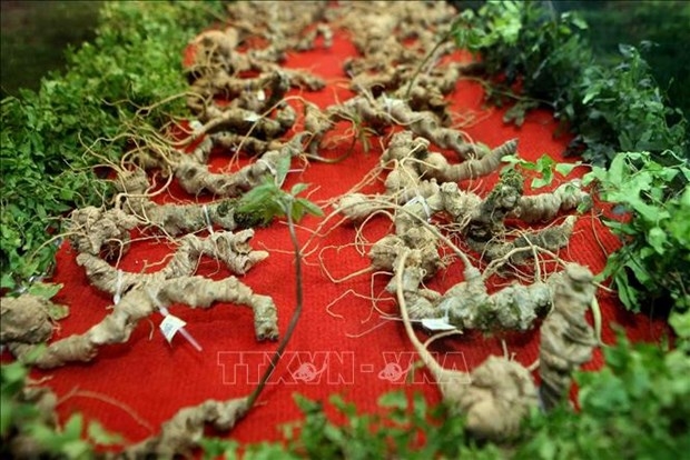 efforts needed to develop national brand of vietnamese ginseng picture 1 efforts needed to develop national brand of vietnamese ginseng picture 1