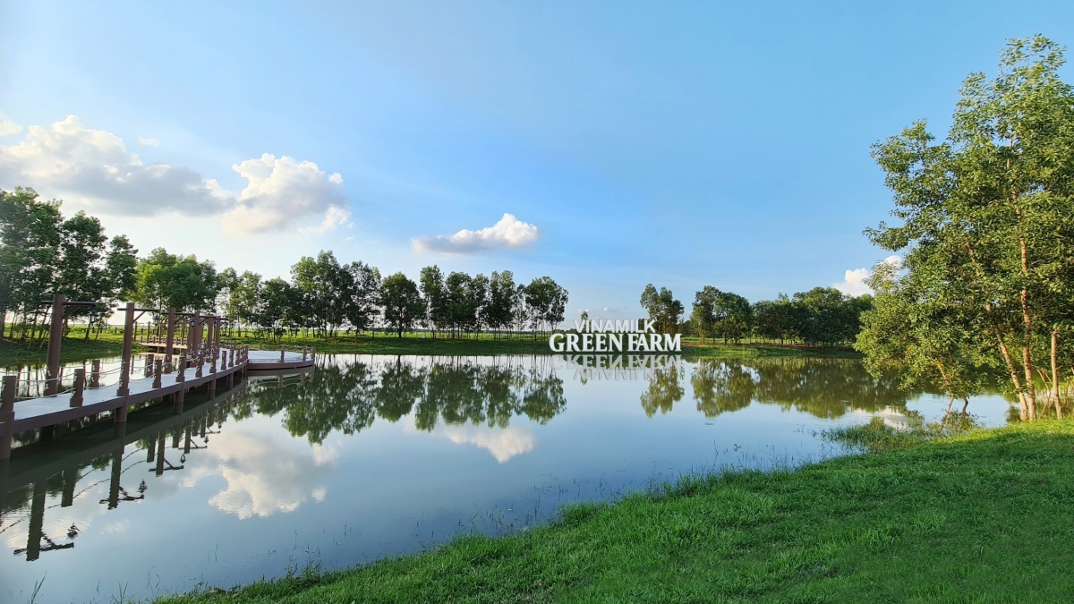 vinamilk green farm-mo hinh trang trai bo sua phat trien ben vung hinh anh 3