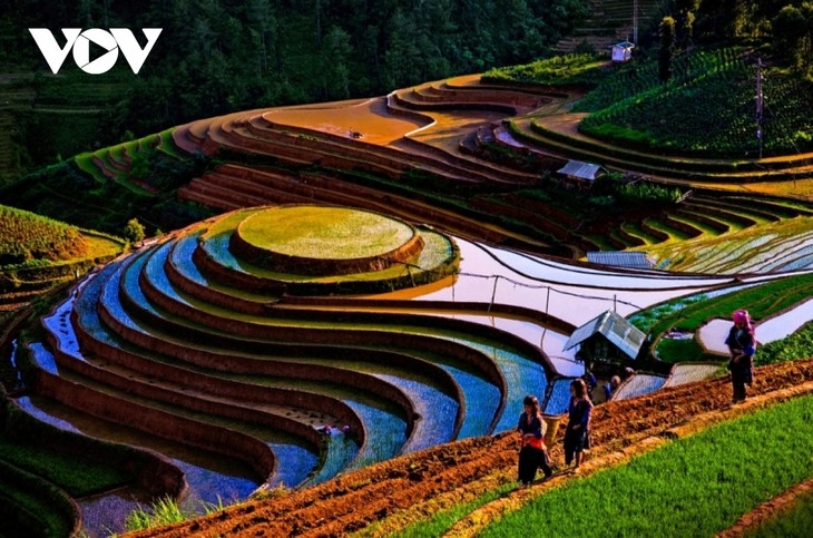 woman preserves picturesque terraced fields in mu cang chai picture 1