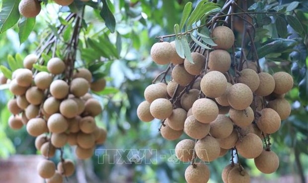 vietnam finalises procedures to export longan to japan picture 1