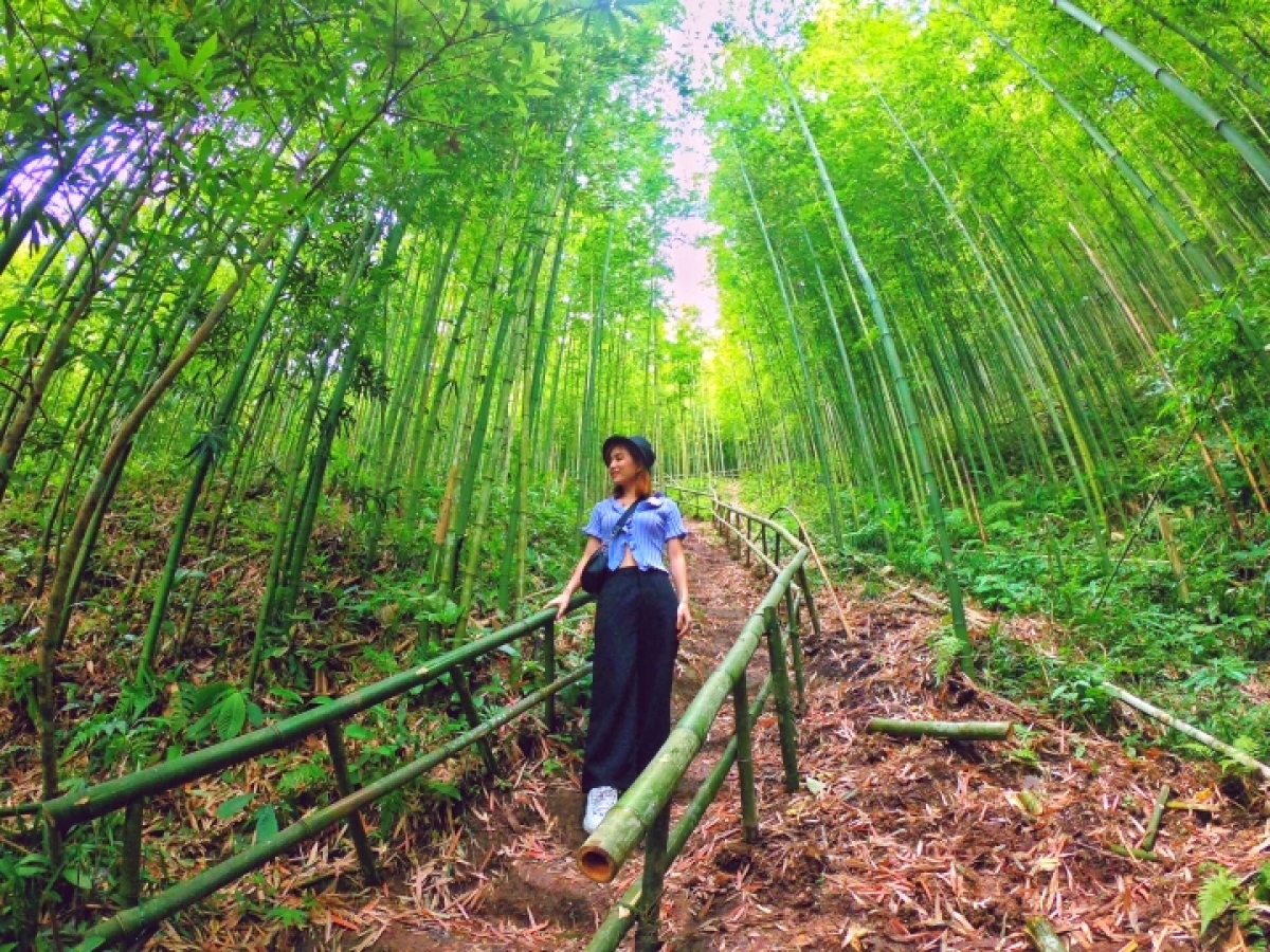 magnificent bamboo forest in mu cang chai picture 6