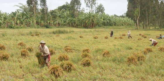 initiative to protect food systems in asian mega delta launched in can tho picture 1
