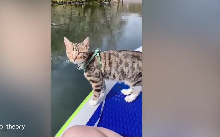 Chú mèo mướp năng động đam mê các môn thể thao mạo hiểm