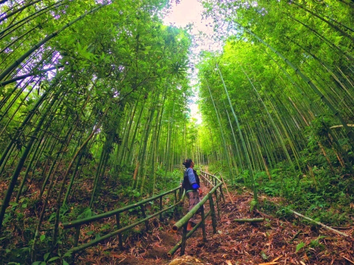 magnificent bamboo forest in mu cang chai picture 8