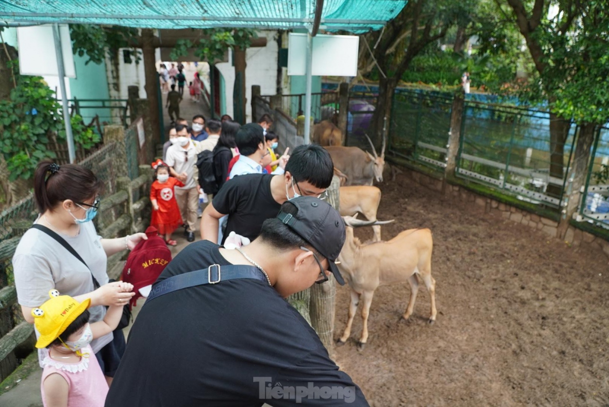 saigon zoo and botanical gardens bustling on international children s day picture 1 saigon zoo and botanical gardens bustling on international children s day picture 1