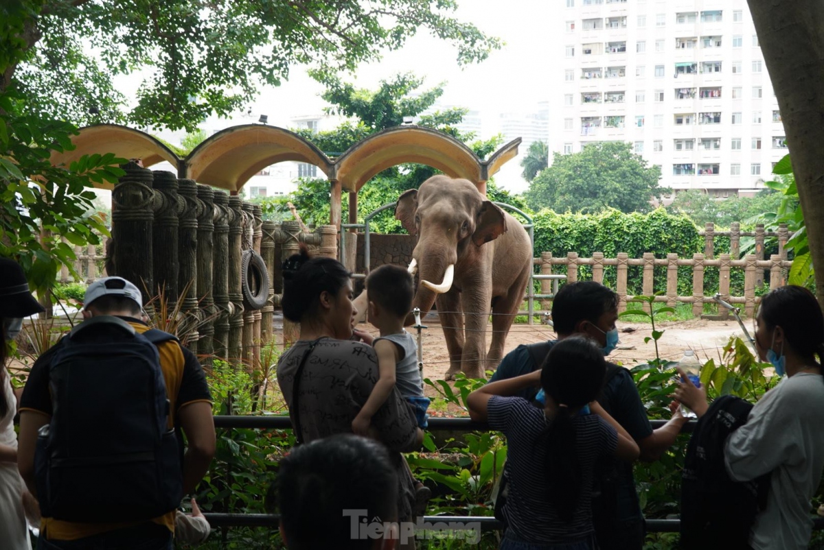 saigon zoo and botanical gardens bustling on international children s day picture 4 saigon zoo and botanical gardens bustling on international children s day picture 4