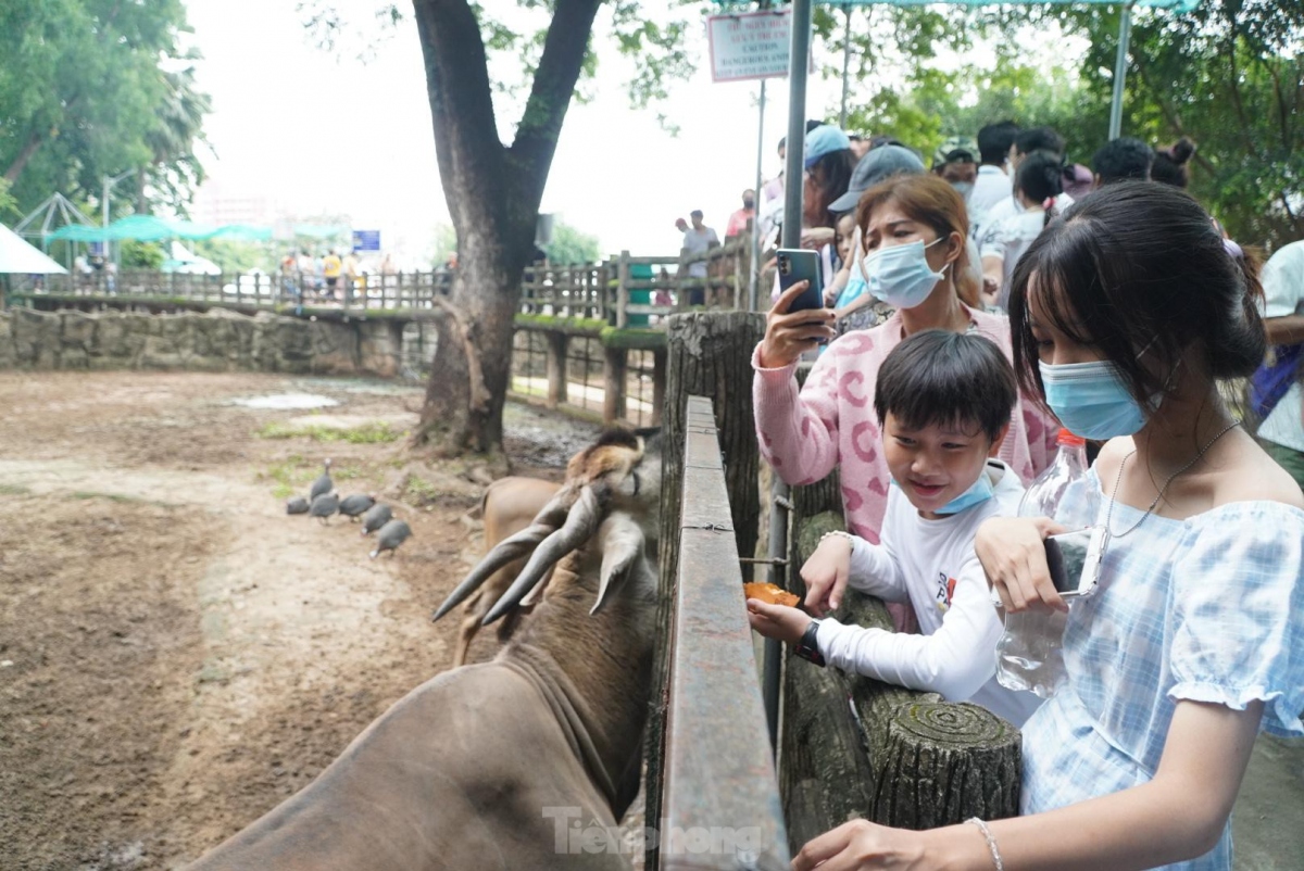 saigon zoo and botanical gardens bustling on international children s day picture 5 saigon zoo and botanical gardens bustling on international children s day picture 5
