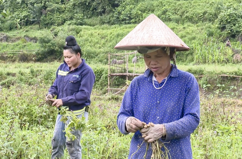 Cây lạc đỏ giúp người vùng cao Điện Biên "đổi đời"