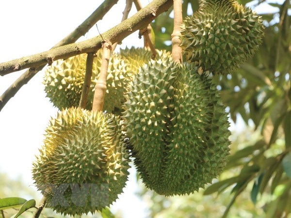 vietnam begins formal export of durians to china picture 1