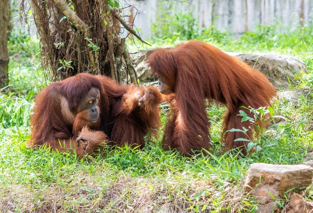 Ly kỳ hành trình tới quê hương thứ 2 của cặp vợ chồng đười ươi Sumatra