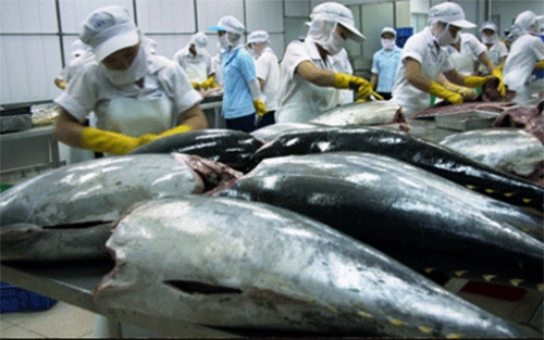 local tuna exports surge during first half picture 1