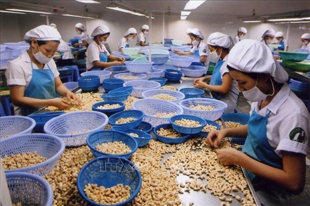 evfta helps boost vietnam s cashew nut export to france picture 1