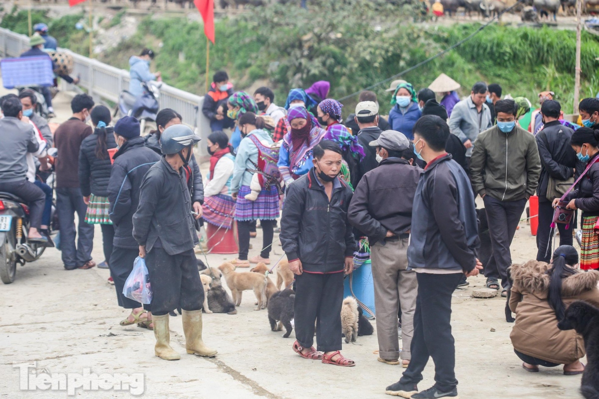 unique dog market in bac ha plateau excites crowds picture 1