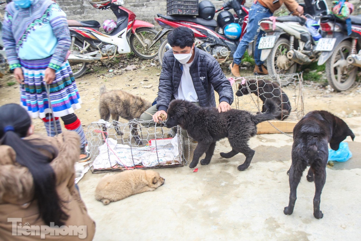 unique dog market in bac ha plateau excites crowds picture 2