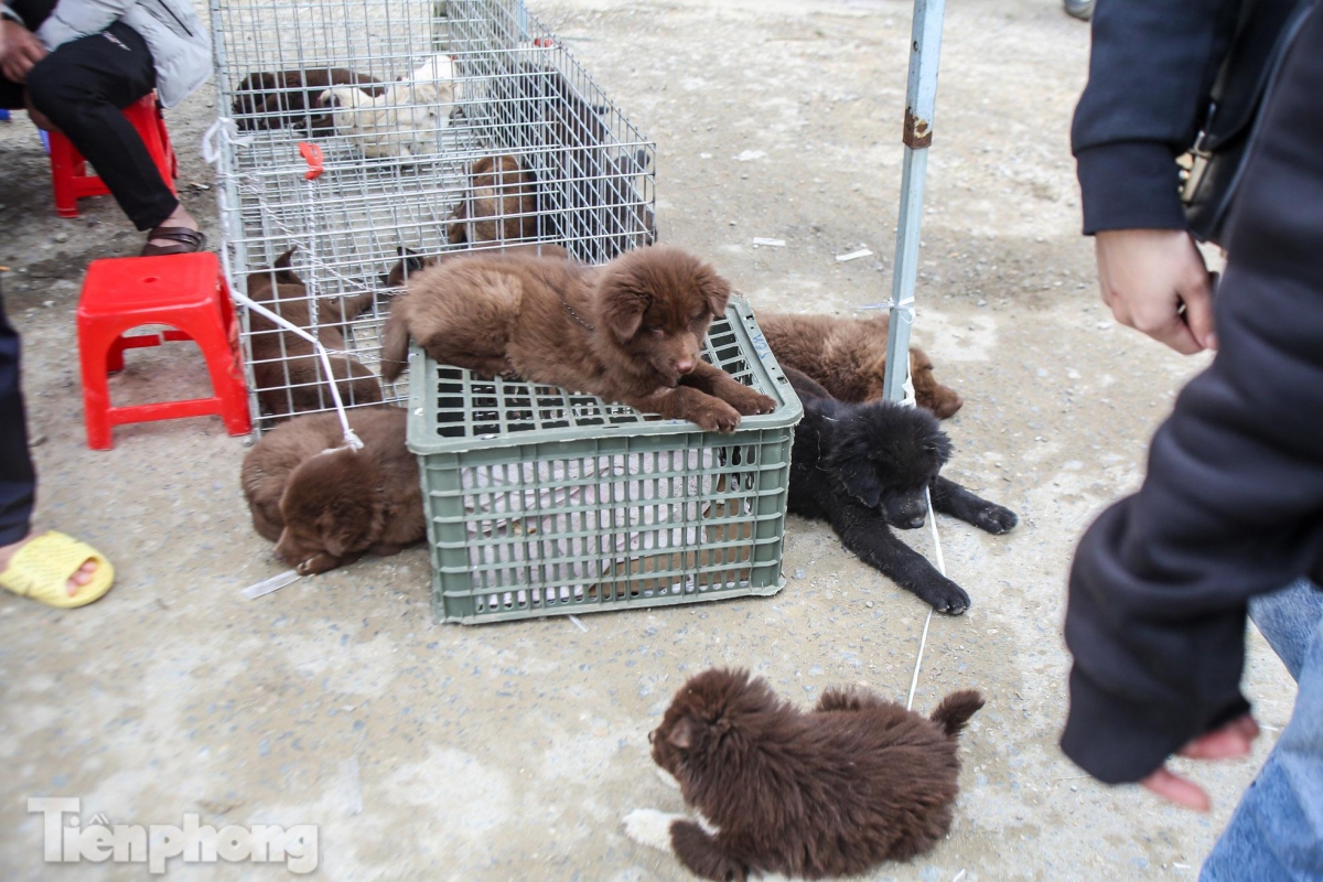 unique dog market in bac ha plateau excites crowds picture 3